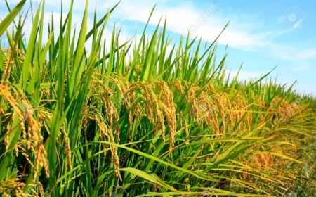 হাইব্রিড ধান চাষ এর সঠিক নিয়ম