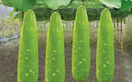 লাউ চাষের সহজ পদ্ধতি