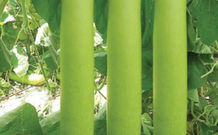 ইউনাইটেড সীড এর ৫ টি উচ্চ ফলনশীল লম্বা লাউ এর জাত