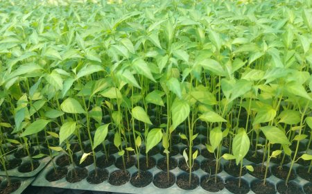 বারমাসী হাইব্রিড মরিচ: সুপার হট-১৫ - F1