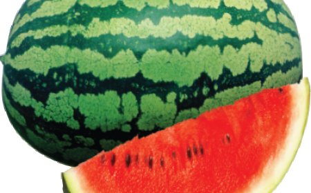 হাইব্রিড তরমুজ চাষ পদ্ধতি