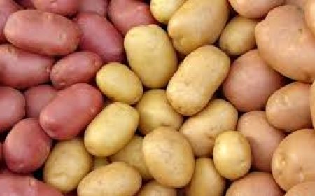 আলুর বিভিন্ন জাত সম্পর্কে ধারনা