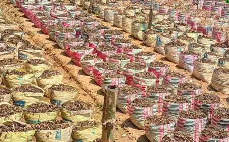 ছাদ এ আদা চাষ পদ্ধতি