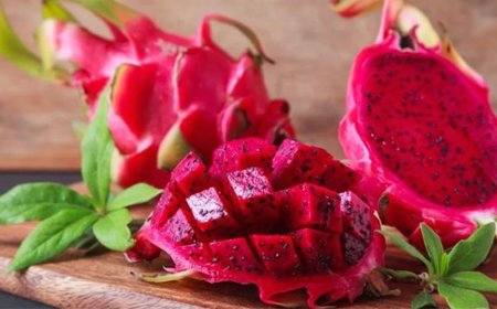 ছাদ বাগানে টবে ড্রাগন ফল চাষ পদ্ধতি