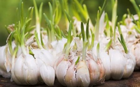 রসুনের আগা মরা রোগ করণীয় কি