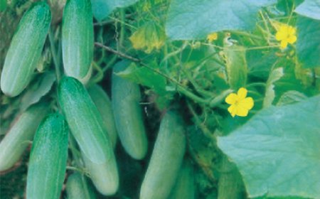 শীতকালীন শশা মেসি