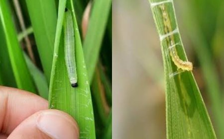 পাতা মোড়ানো পোকা দমন কৌশল