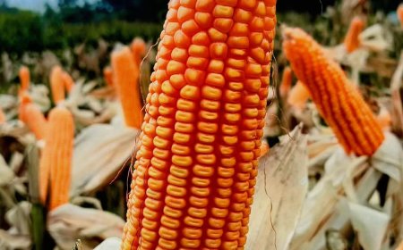 পাওনিয়র ৩৩৫৫ (Pioneer 3355)