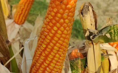 ভুট্টার মোচা বের হওয়ার আগেই সতর্ক হন মাজরা পোকা দমনে কীটনাশক