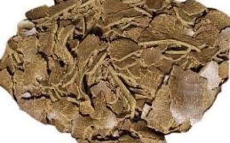 সরিষা খৈল ব্যবহার এর সঠিক পদ্ধতি