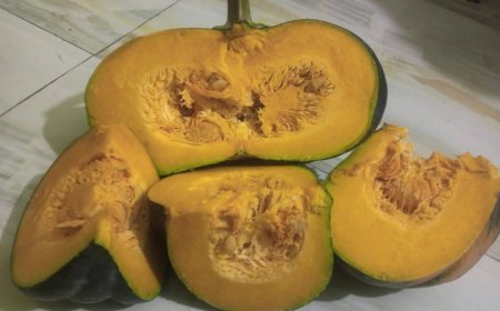 মিষ্টি কুমড়ার পটাশিয়ামের অভাব জনিত  সমস্যার সমাধান