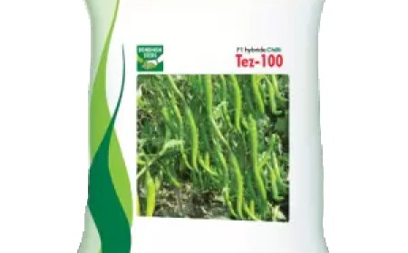 মরিচ তেজ-১০০ (বন্ধন সীড)