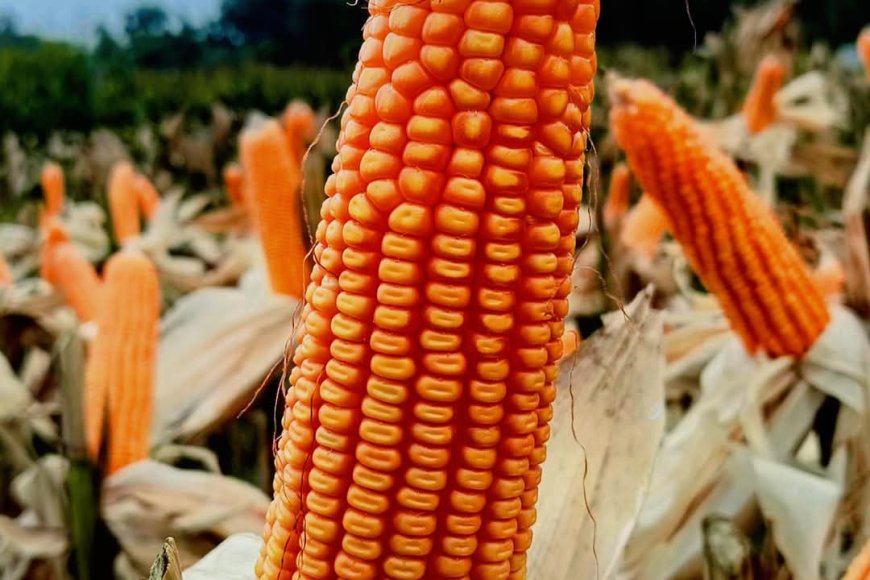 পাওনিয়র ৩৩৫৫ (Pioneer 3355)