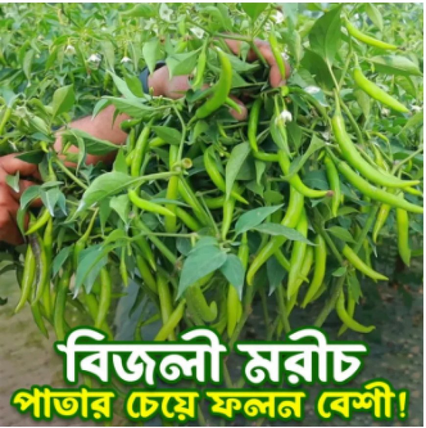 মরিচ বিজলী প্লাস ২০২০