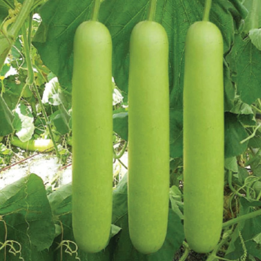 ইউনাইটেড সীড এর ৫ টি উচ্চ ফলনশীল লম্বা লাউ এর জাত