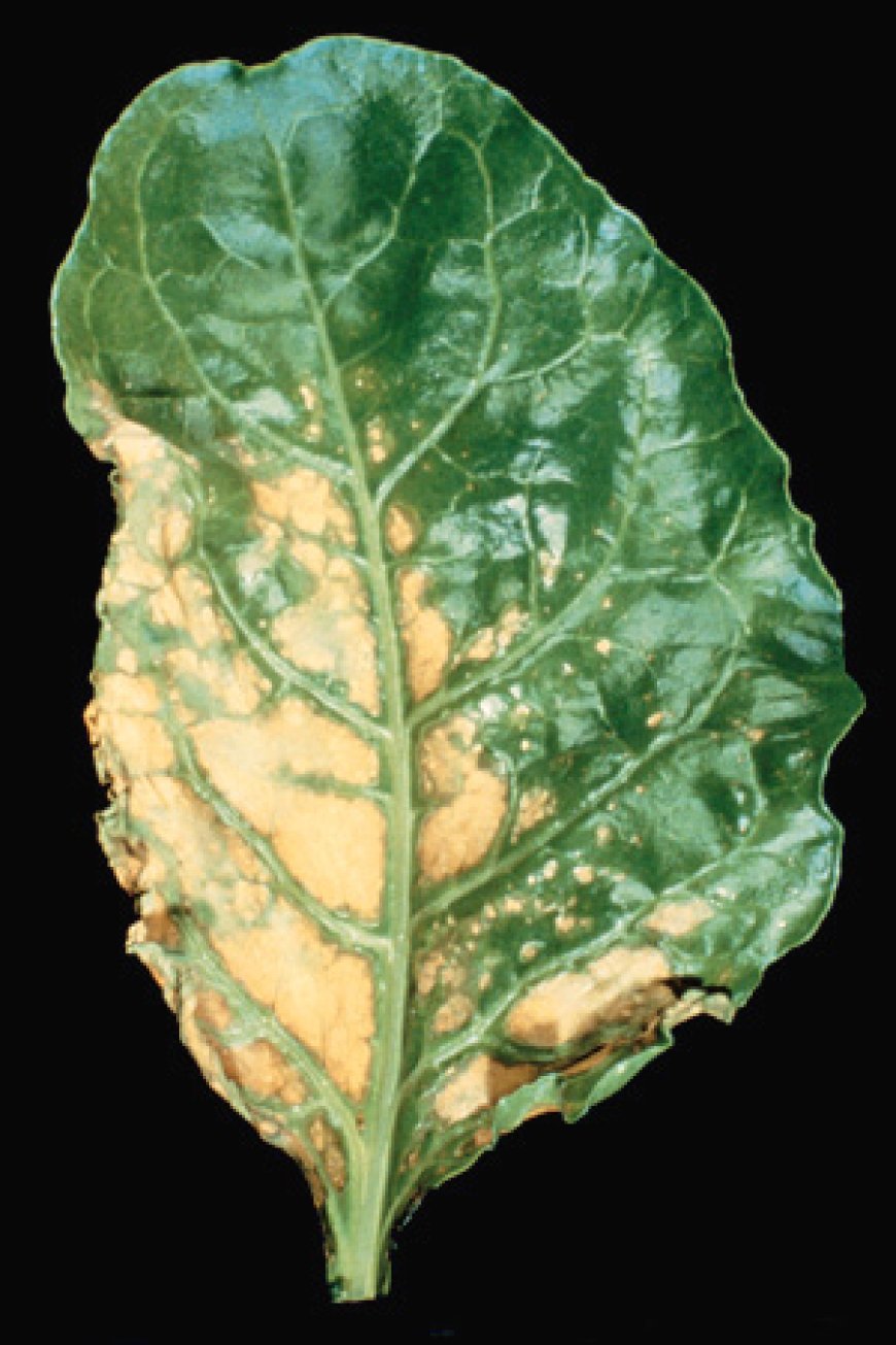 জিংক এর ব্যবহার