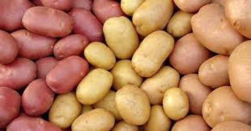 আলুর বিভিন্ন জাত সম্পর্কে ধারনা