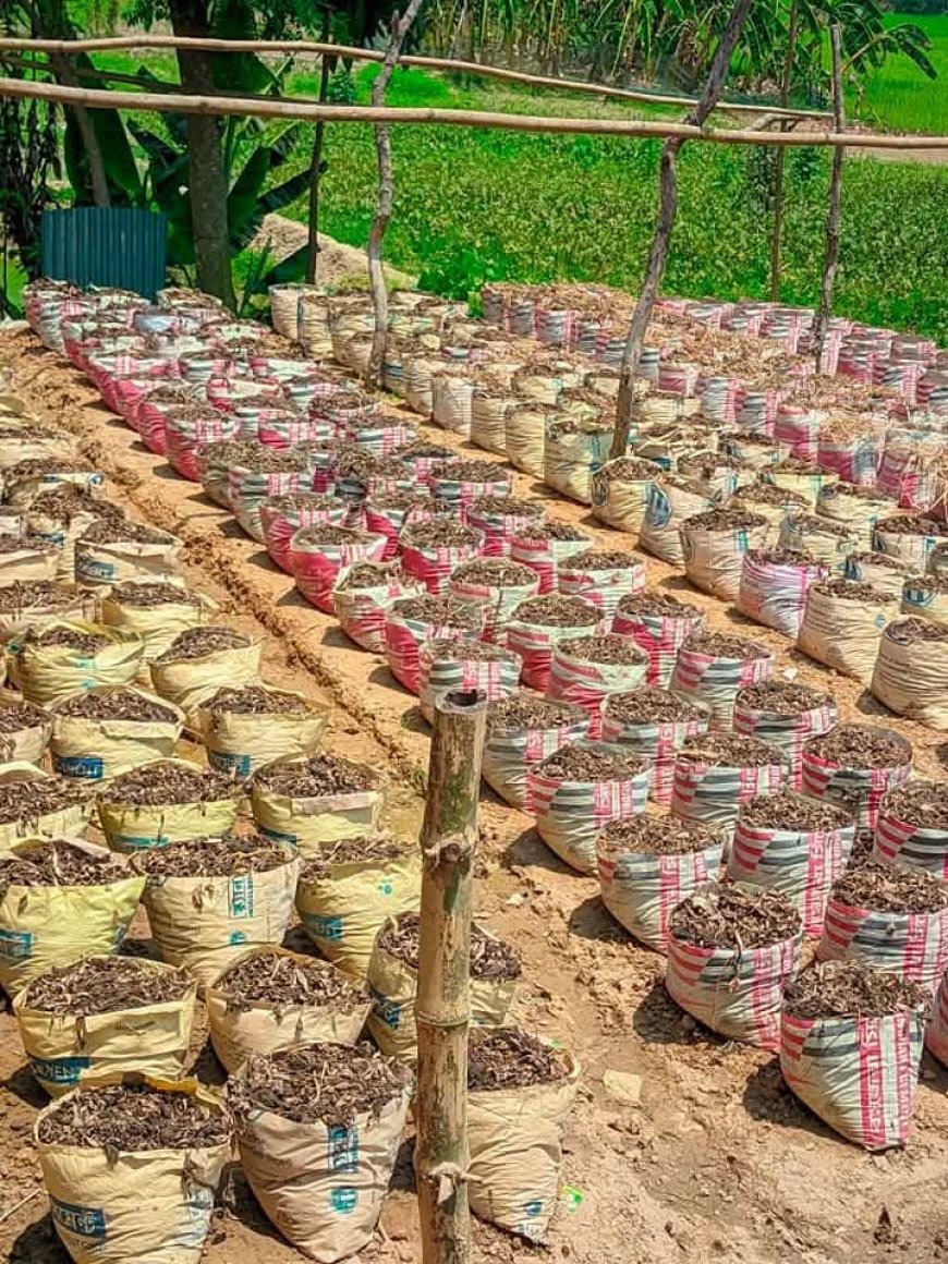 ছাদ এ আদা চাষ পদ্ধতি