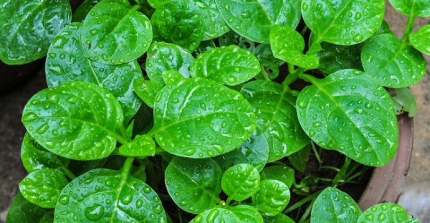 কোন মাসে কী ধরনের শাক-সবজি ও ফল চাষ করবেন