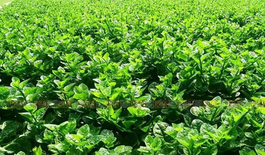 পুইশাক চাষ পদ্ধতি