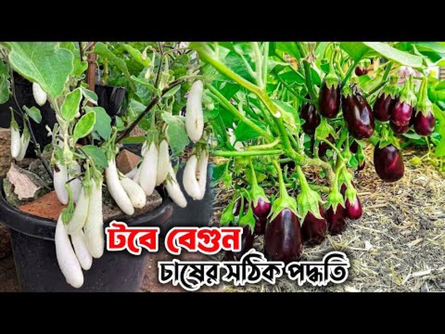 টবে বেগুন চাষ পদ্ধতি
