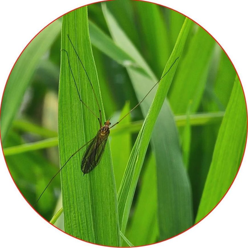 ধানের ক্ষতিকর গলমাছি দমন পদ্ধতি