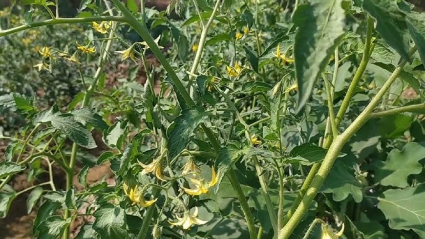 গন্ধক কি, গন্ধক গাছে কেন ব্যবহার করা হয়?