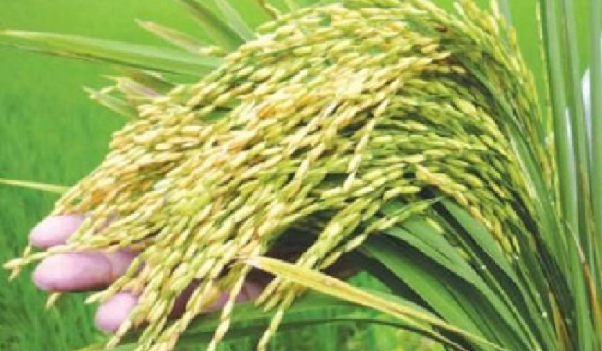 বোরো ধান আবাদে শতকে ও বিঘায় সারের পরিমানঃ