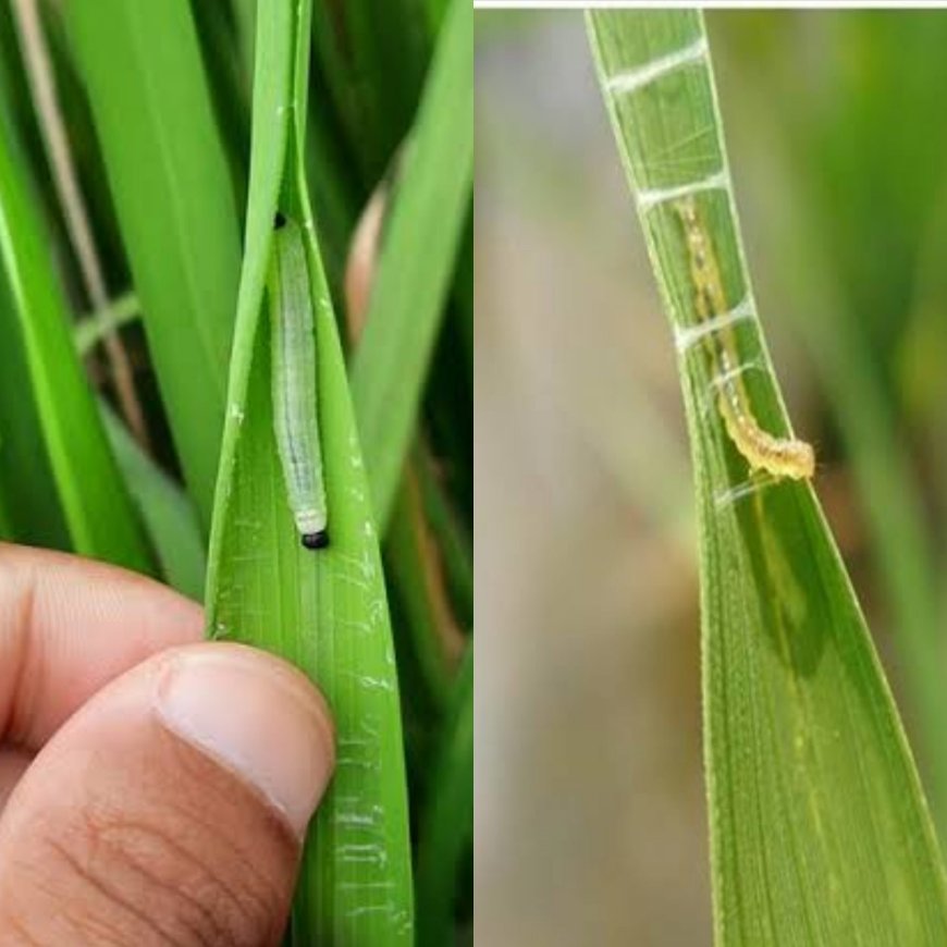 পাতা মোড়ানো পোকা দমন কৌশল