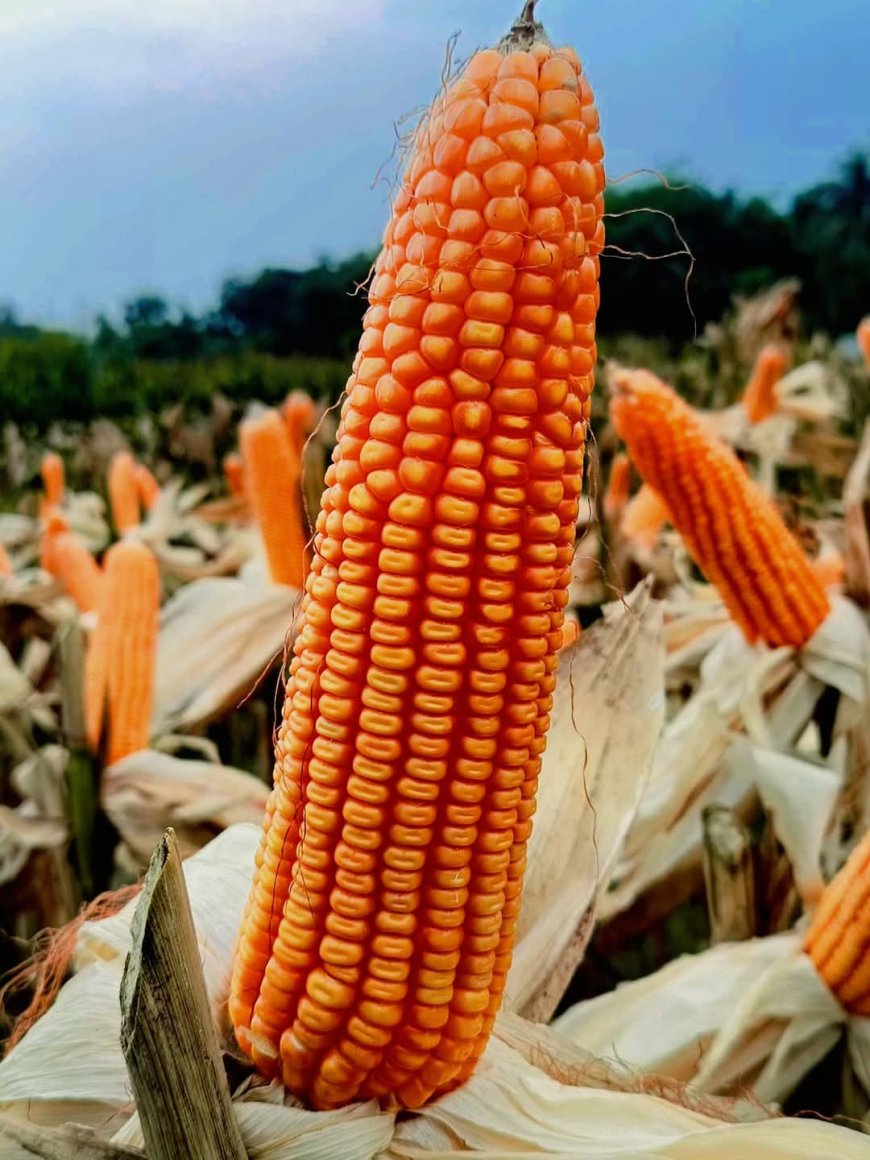 পাওনিয়র ৩৩৫৫ (Pioneer 3355)