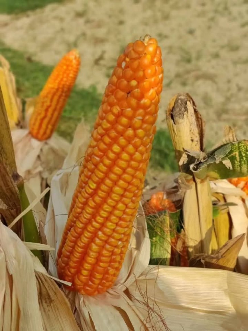 ভুট্টার মোচা বের হওয়ার আগেই সতর্ক হন মাজরা পোকা দমনে কীটনাশক