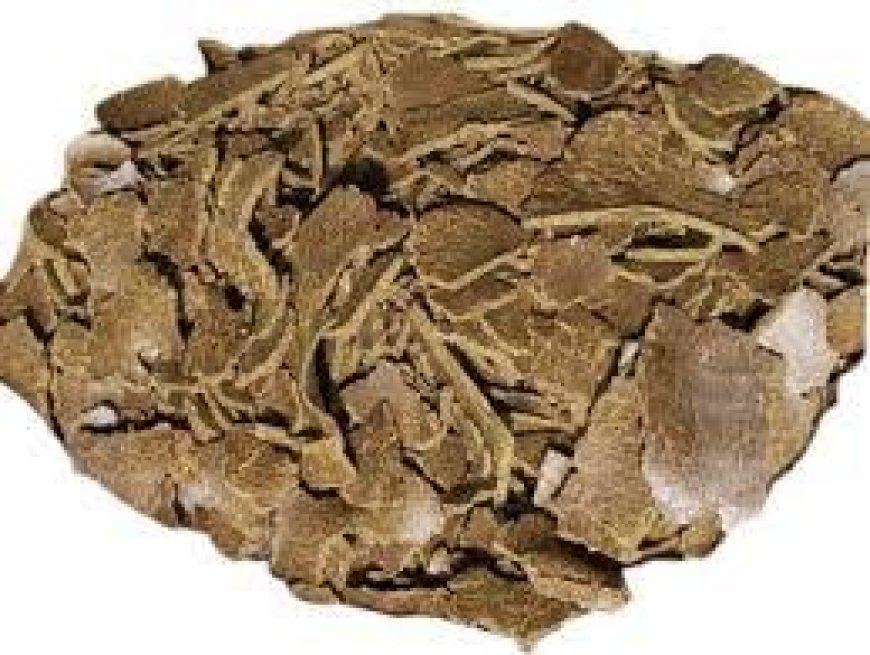 সরিষা খৈল ব্যবহার এর সঠিক পদ্ধতি