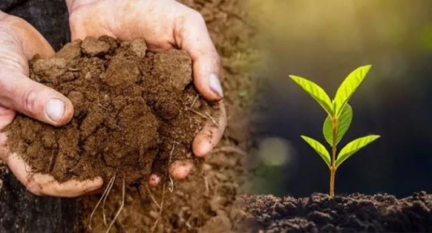 যেভাবে ছাদ বাগান বা টবের মাটি তৈরি করবেন