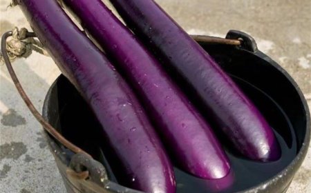 অধিক ফলনের বেগুন পার্পল কিং-Purple King Eggplant