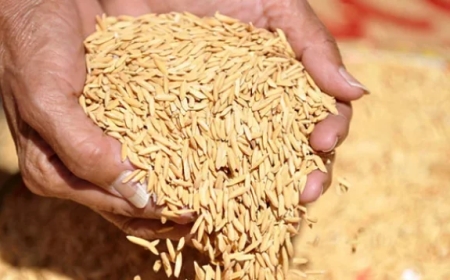 আমন মৌসুমে সুগন্ধি জাতীয় ধানের জাত