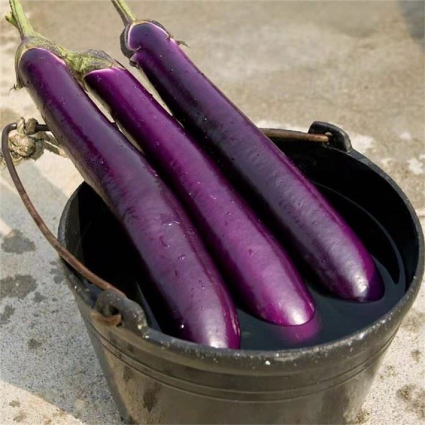 অধিক ফলনের বেগুন পার্পল কিং-Purple King Eggplant