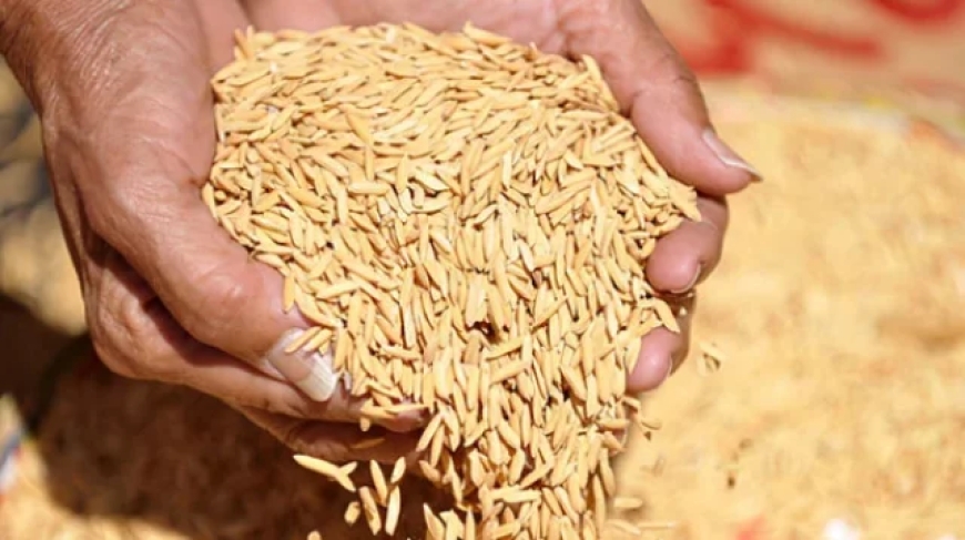 আমন মৌসুমে সুগন্ধি জাতীয় ধানের জাত