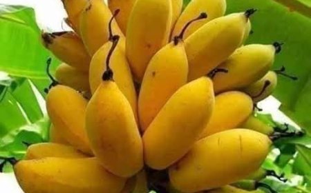 সবরি কলা মিষ্টি স্বাদ আর পুষ্টির সেরা সমন্বয়